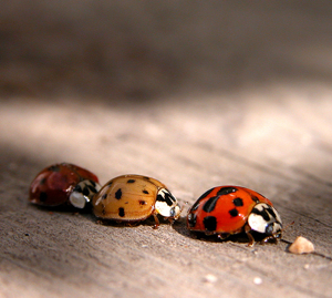 macro-ladybirds-2