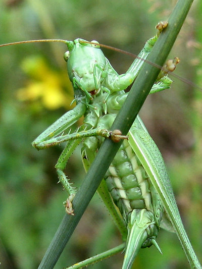 makro5