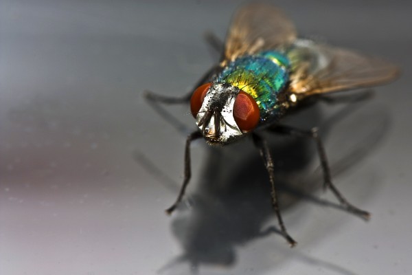 4a1d8ba4d8fa6,Fliege-Makro